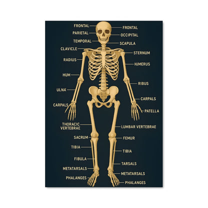 Poster Skeleton 17829