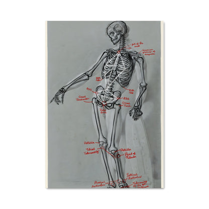 Poster Anatomie Squelettique