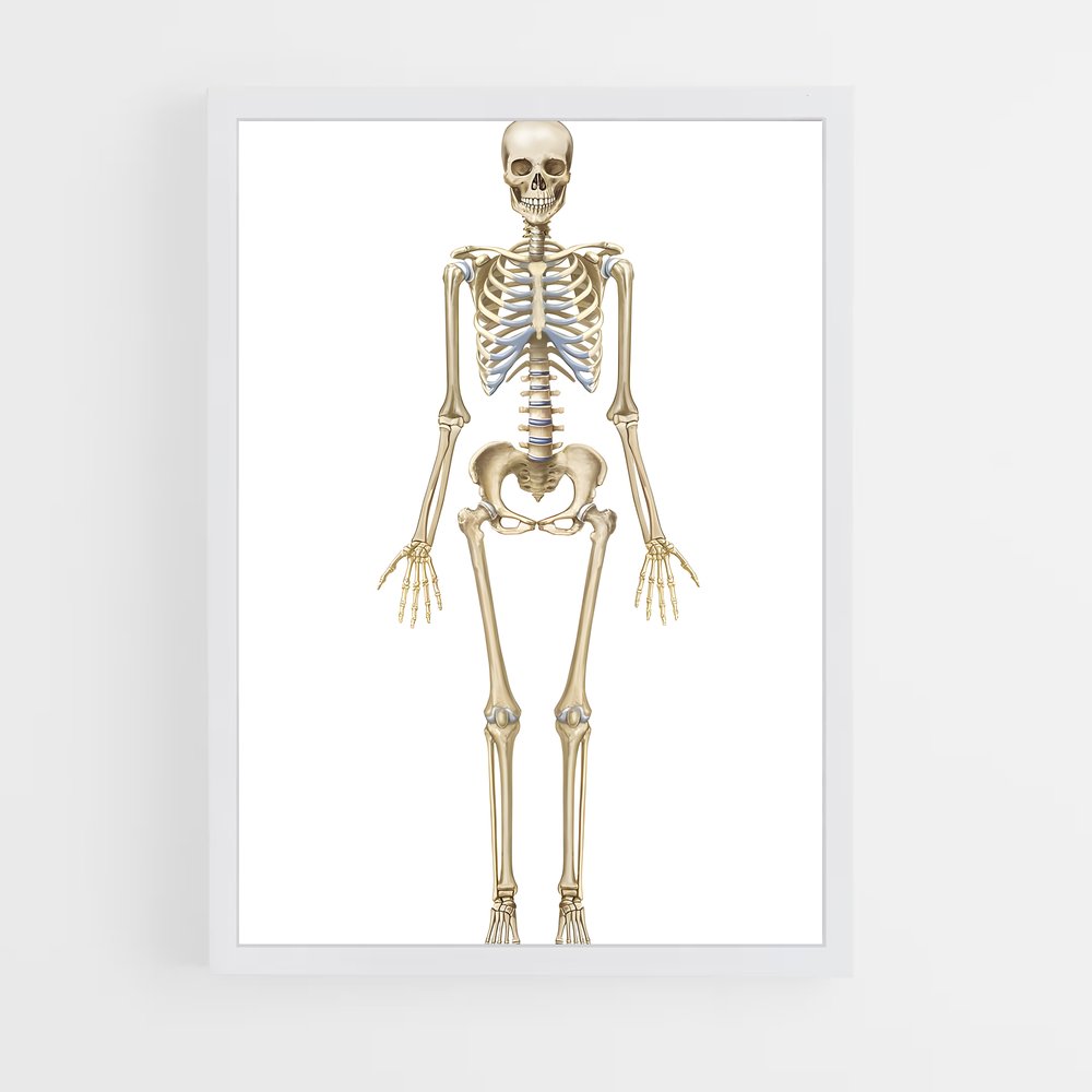 ap-skeleton-7 cadre Blanc