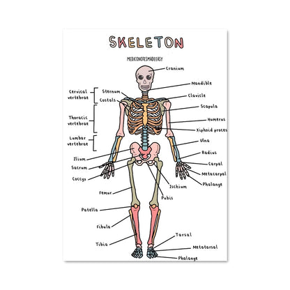 Poster Anatomie des Os