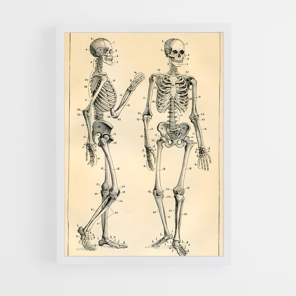 ap-skeleton-9 cadre Blanc
