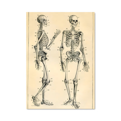 Poster Skeleton 17824