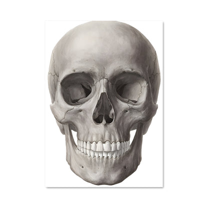 Poster Jawless Phantom