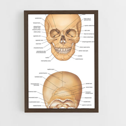 ap-skull-2 cadre Bois foncé