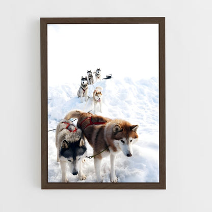 ap-sled dog teams alaska-2 cadre Bois foncé