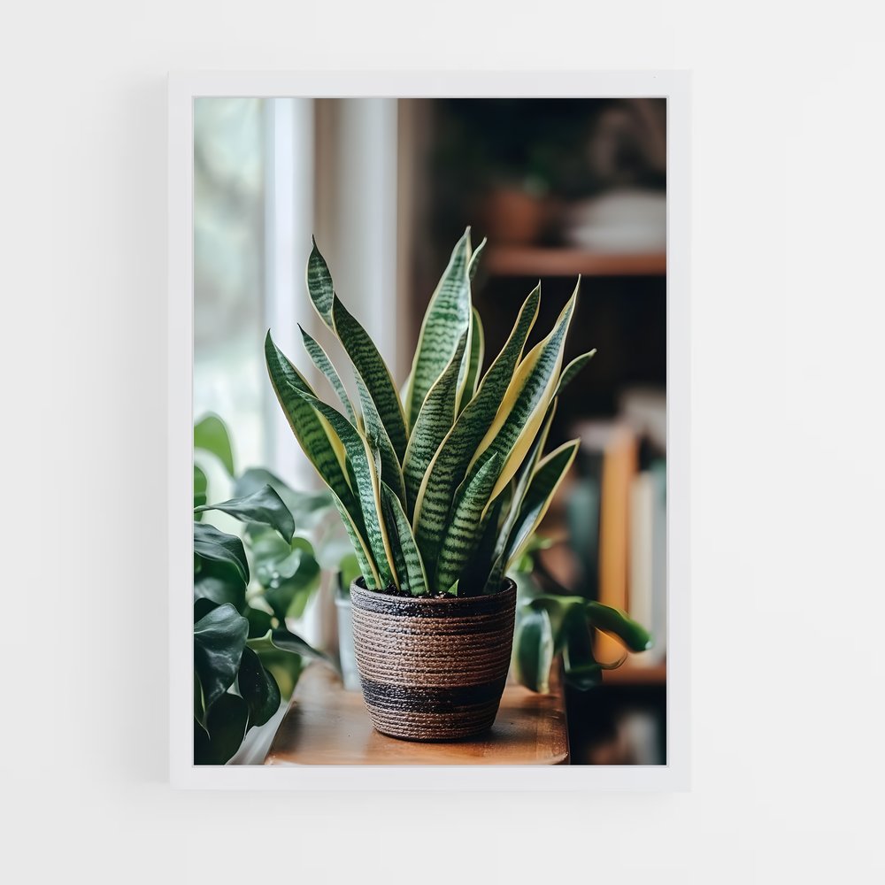 ap-snake plant-1 cadre Blanc