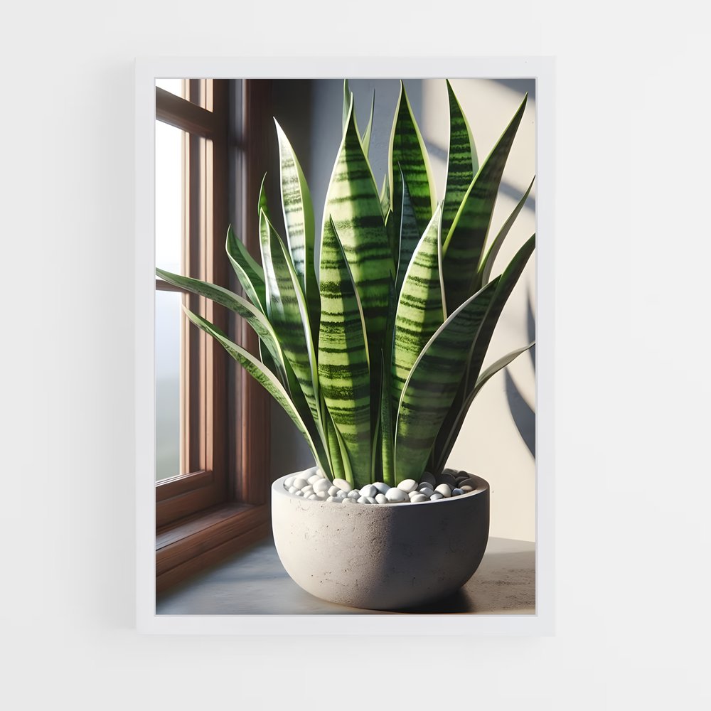 ap-snake plant-2 cadre Blanc