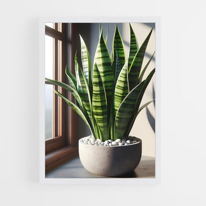 ap-snake plant-2 cadre Blanc