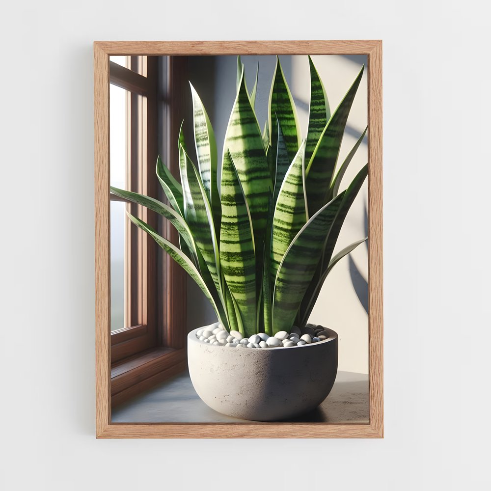 ap-snake plant-2 cadre Bois clair