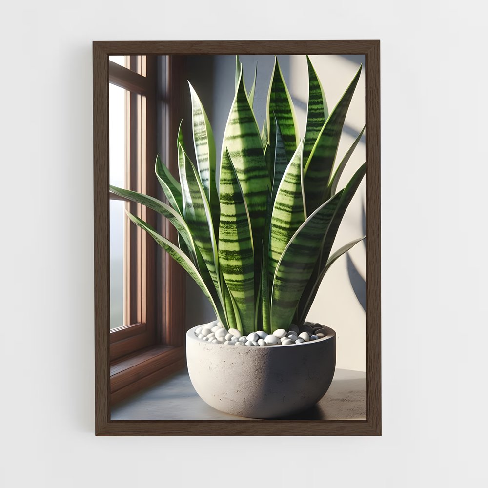 ap-snake plant-2 cadre Bois foncé