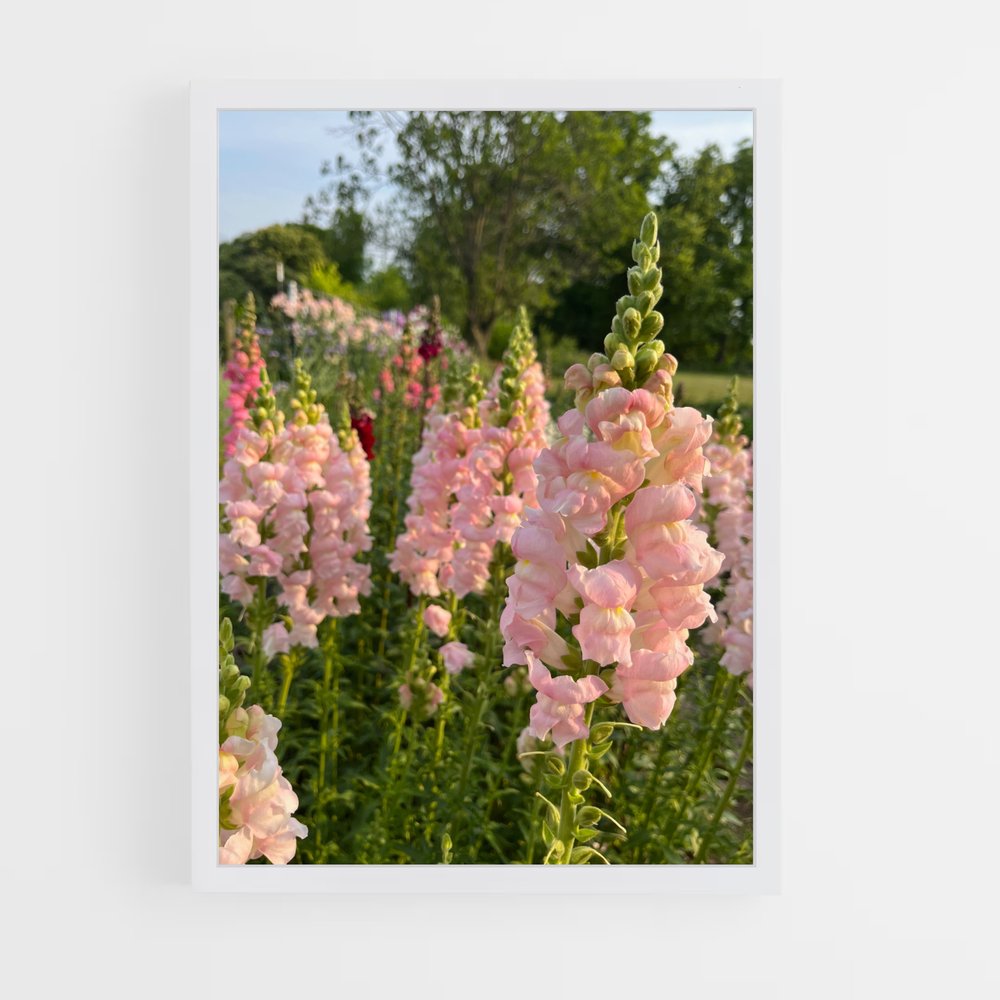 ap-snapdragon-2 cadre Blanc