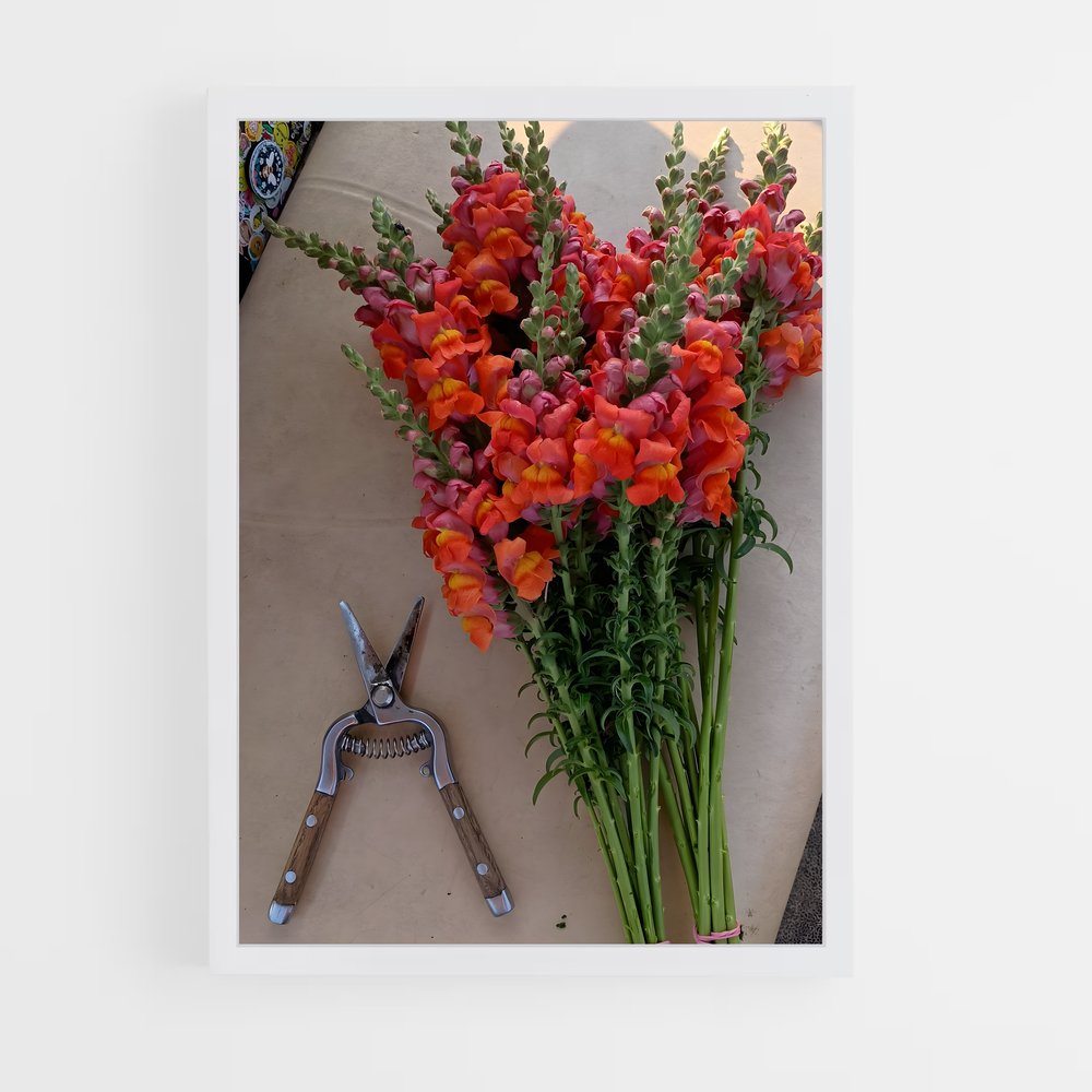 ap-snapdragon-4 cadre Blanc