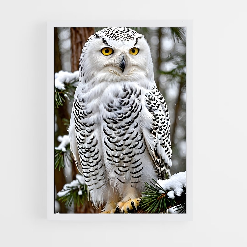 ap-snowy owl-5 cadre Blanc