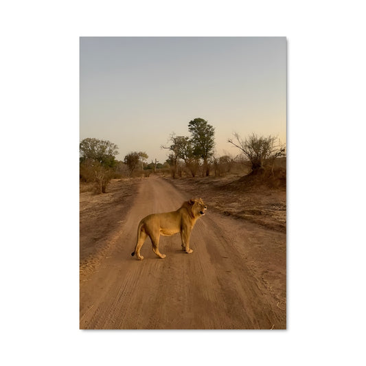 Poster La Traversée du Lion
