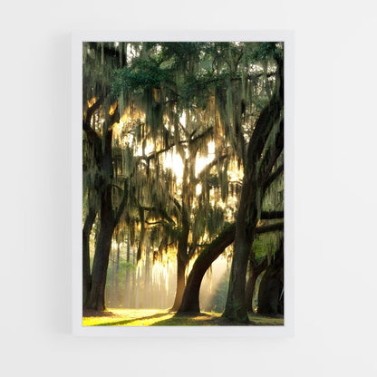 ap-spanish moss-1 cadre Blanc