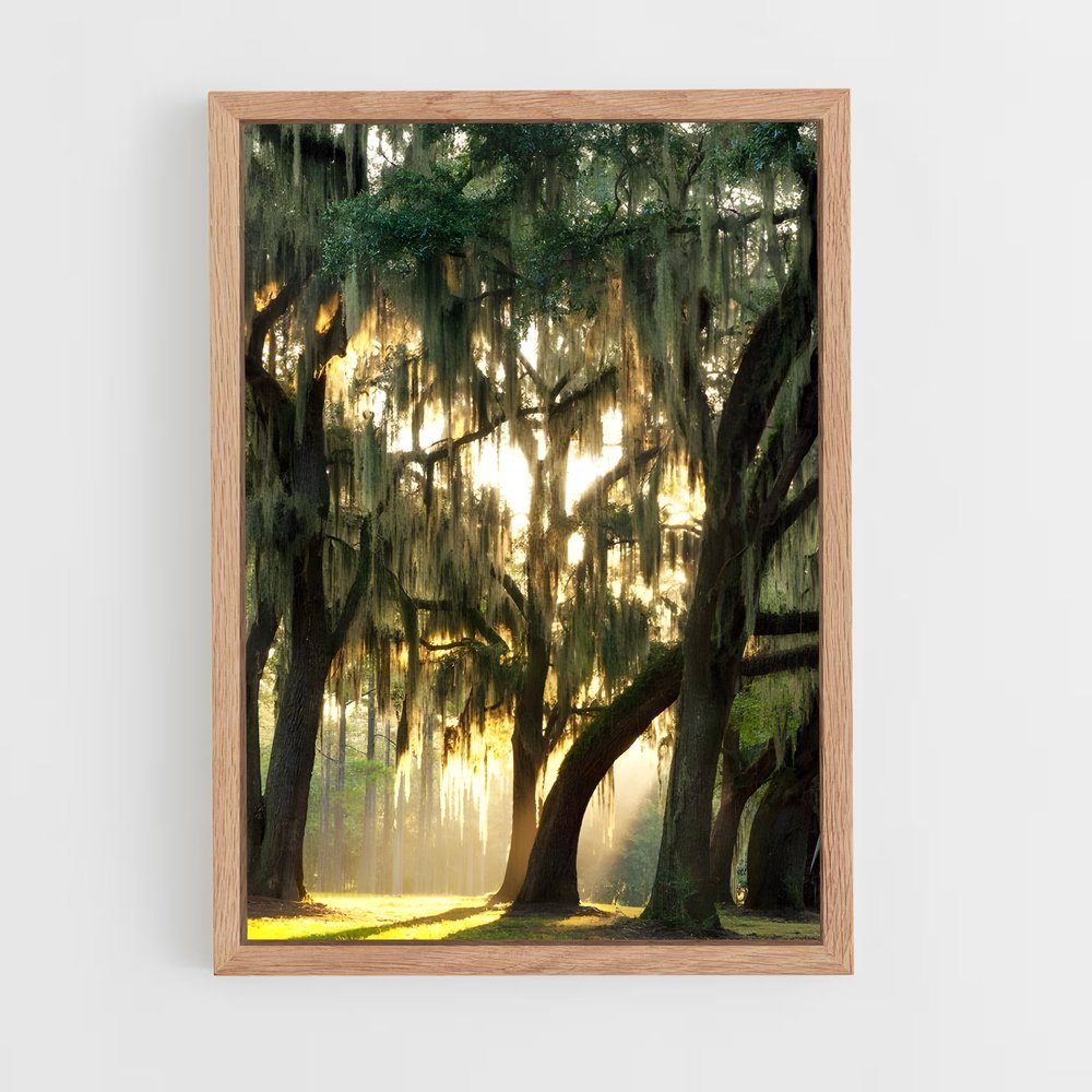 ap-spanish moss-1 cadre Bois clair