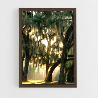 ap-spanish moss-1 cadre Bois foncé