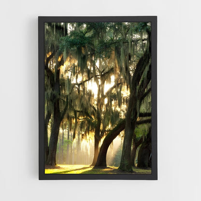 ap-spanish moss-1 cadre Noir