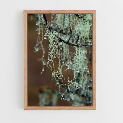 ap-spanish moss-3 cadre Bois clair