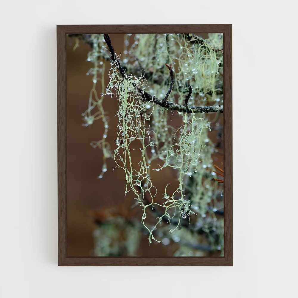 ap-spanish moss-3 cadre Bois foncé