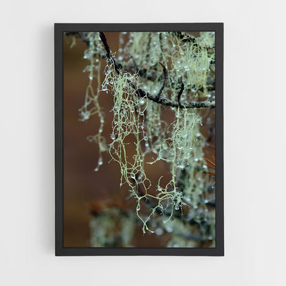 ap-spanish moss-3 cadre Noir