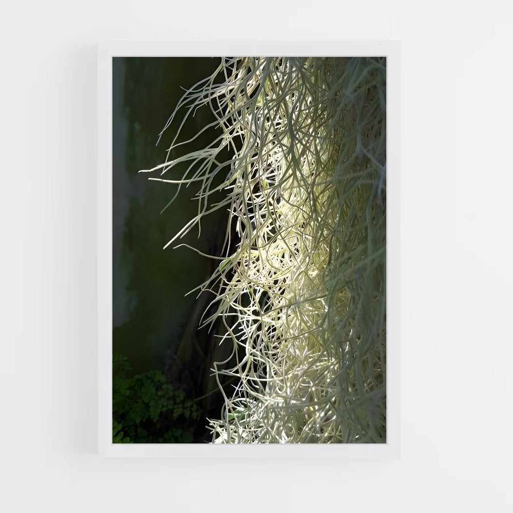 ap-spanish moss-4 cadre Blanc