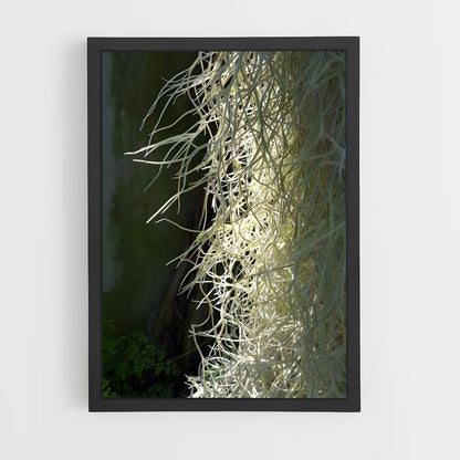 ap-spanish moss-4 cadre Noir