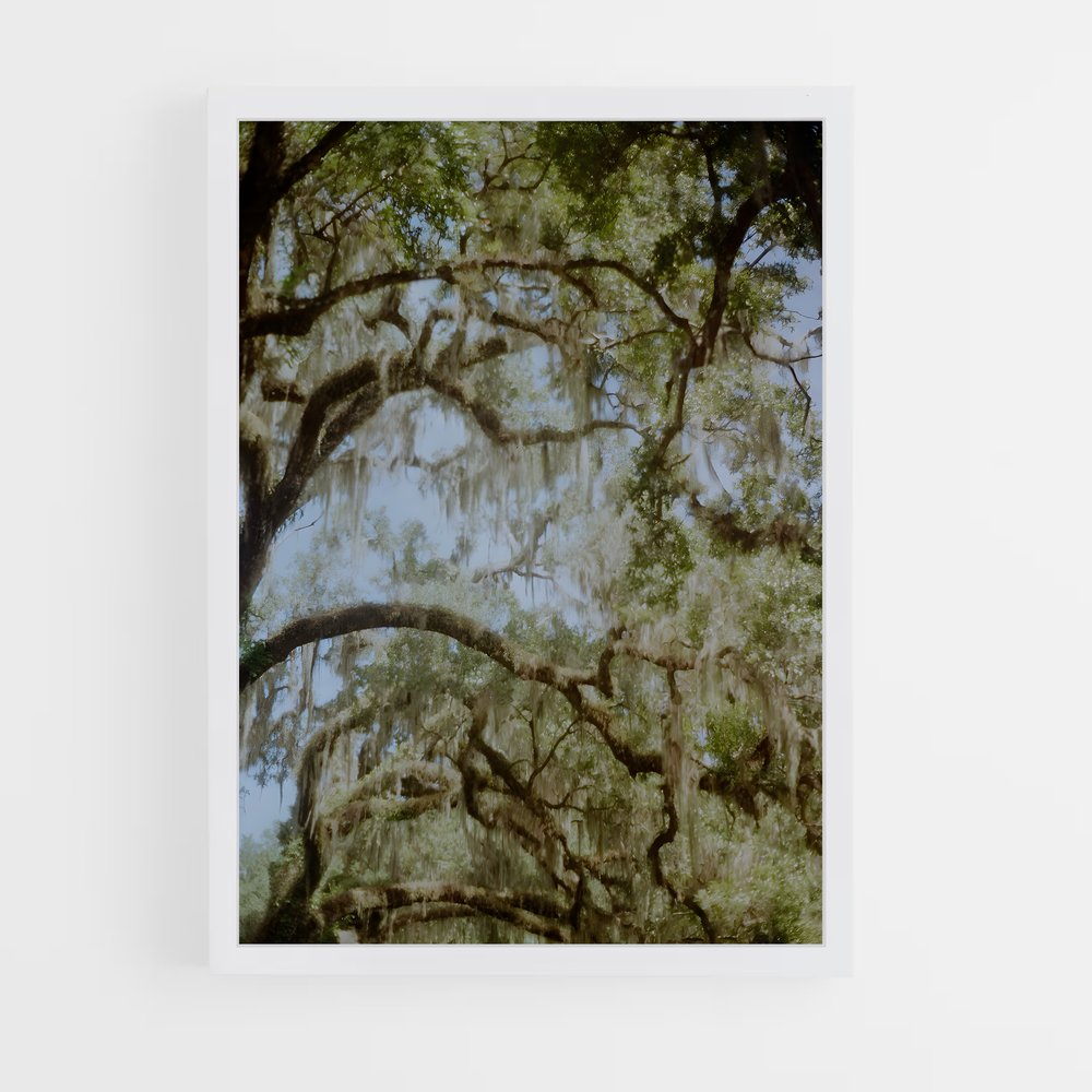 ap-spanish moss-5 cadre Blanc