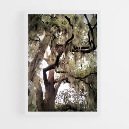 ap-spanish moss-7 cadre Blanc