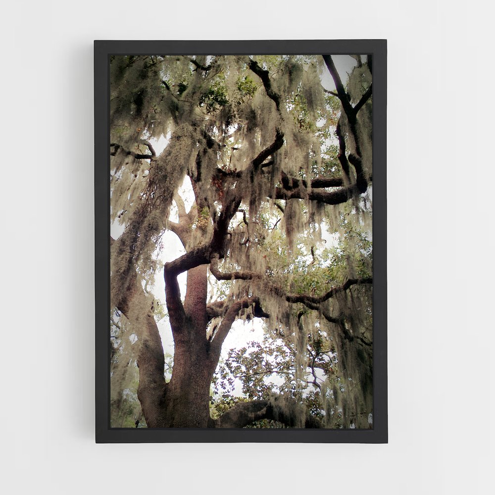 ap-spanish moss-7 cadre Noir