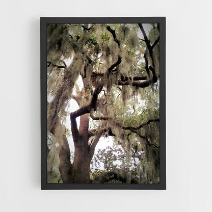 ap-spanish moss-7 cadre Noir