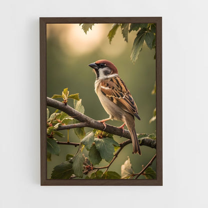 ap-sparrow-2 cadre Bois foncé