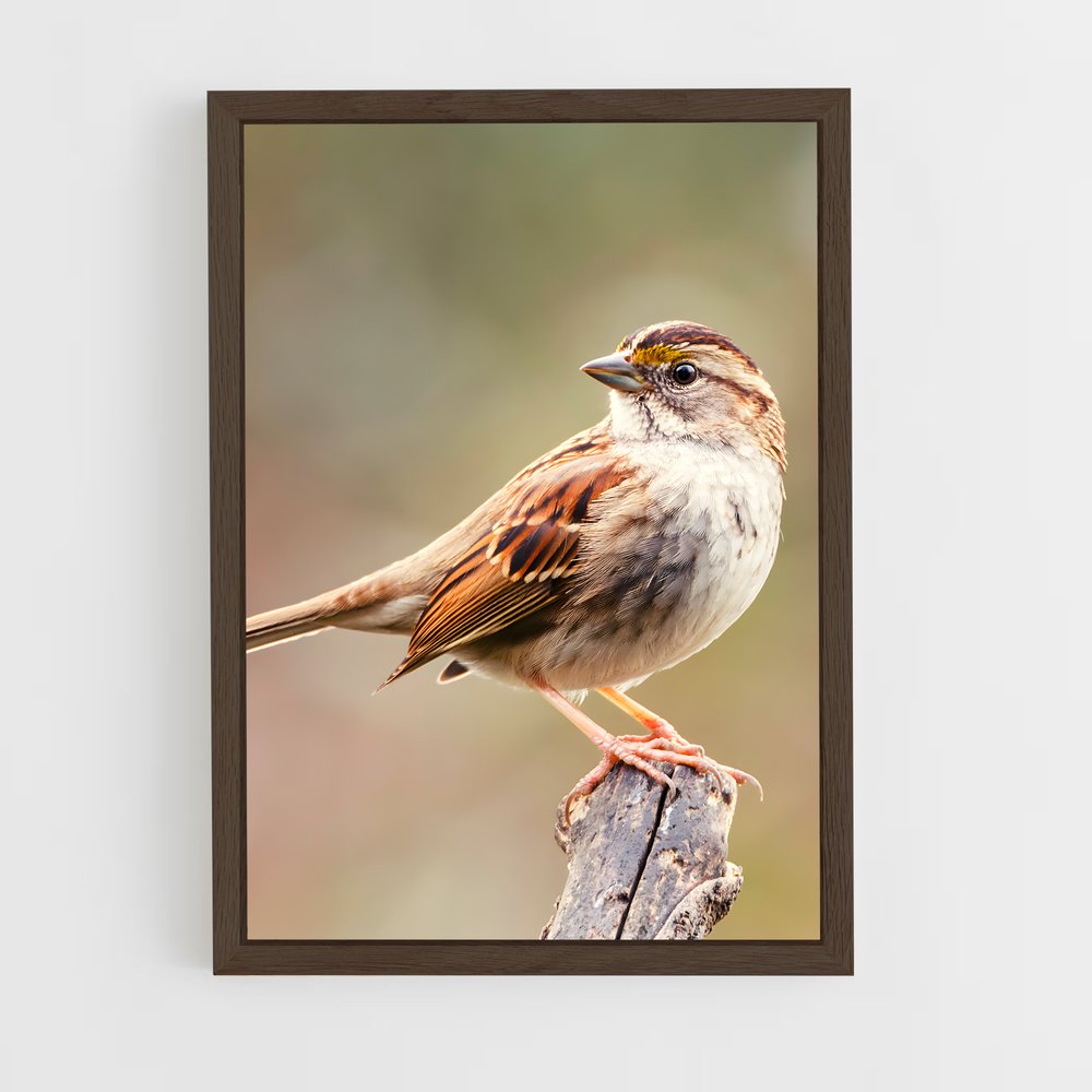 ap-sparrow-6 cadre Bois foncé