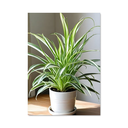 Poster Plante Épurée