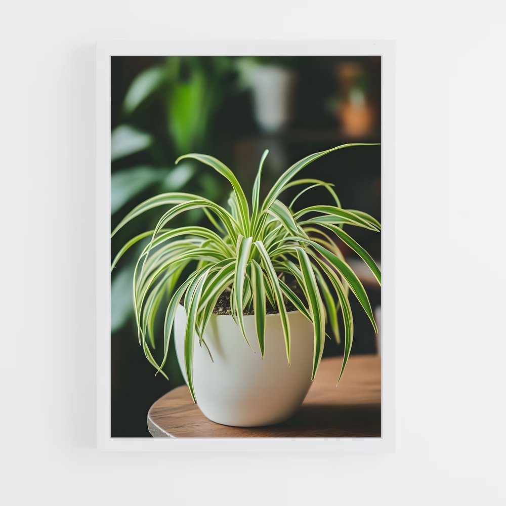 ap-spider plant-1 cadre Blanc
