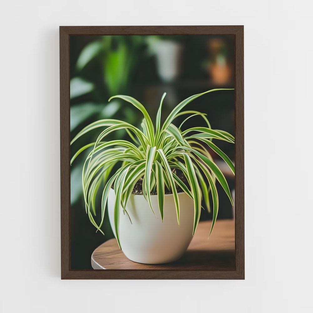 ap-spider plant-1 cadre Bois foncé