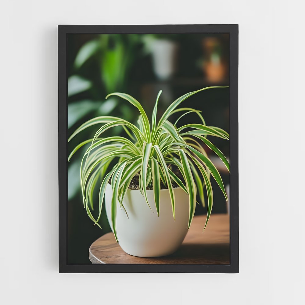 ap-spider plant-1 cadre Noir