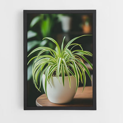 ap-spider plant-1 cadre Noir
