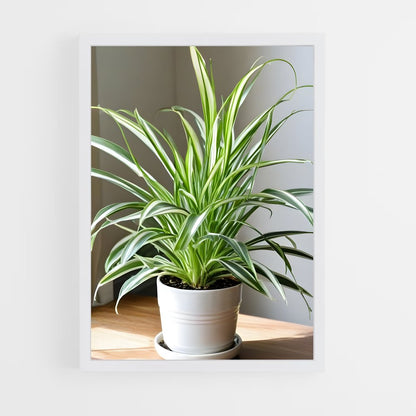 ap-spider plant-2 cadre Blanc