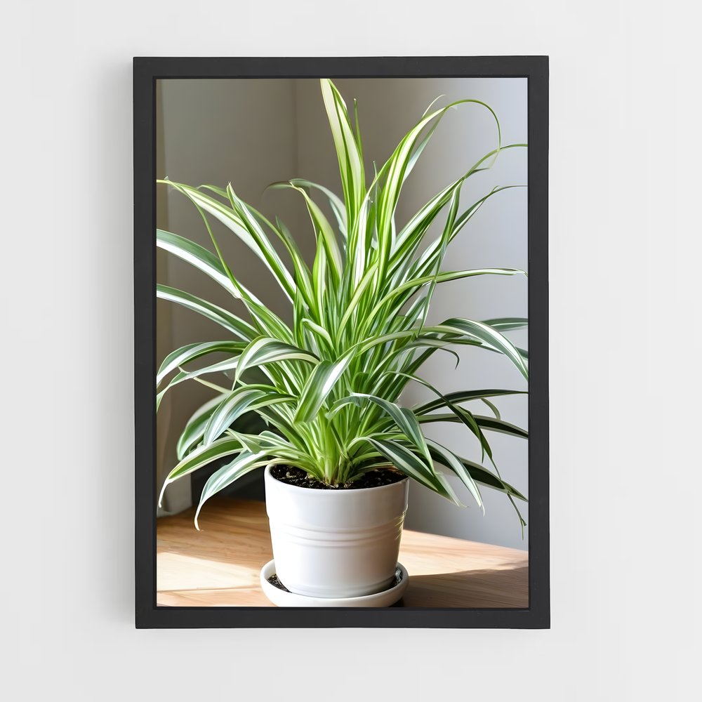ap-spider plant-2 cadre Noir