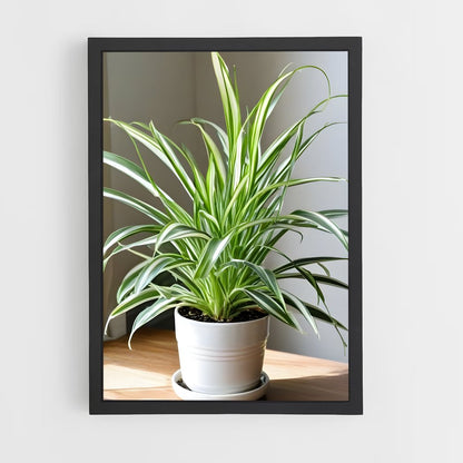 ap-spider plant-2 cadre Noir
