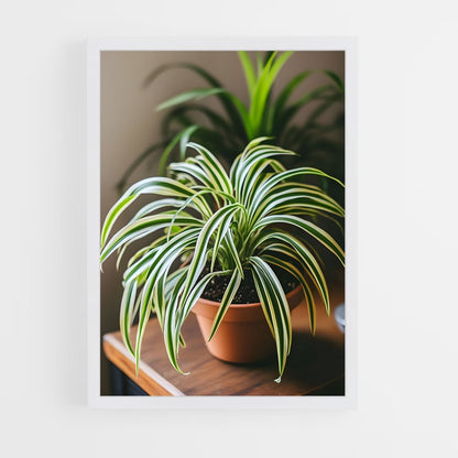 ap-spider plant-3 cadre Blanc