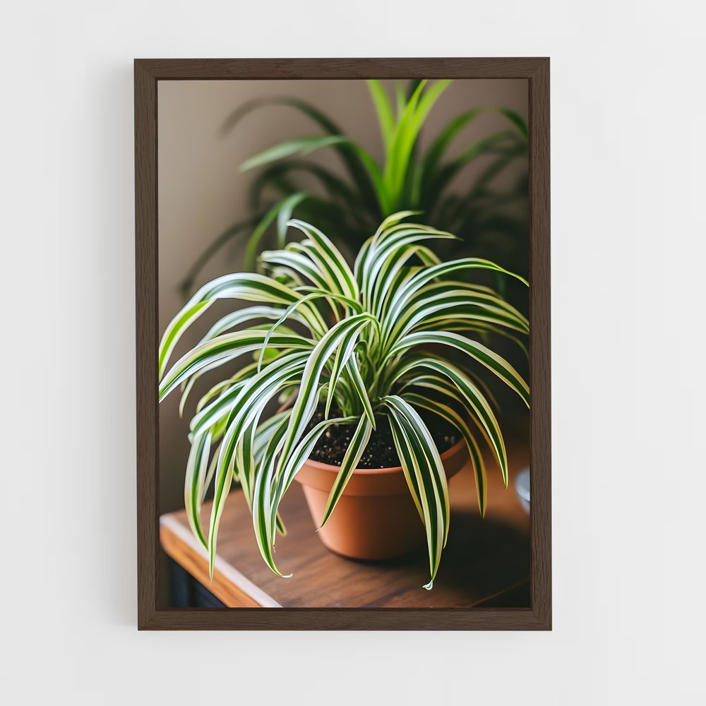 ap-spider plant-3 cadre Bois foncé