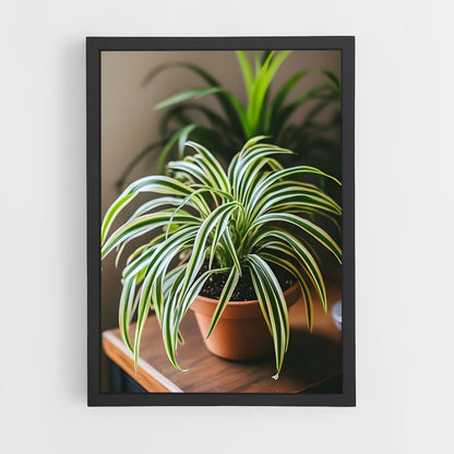 ap-spider plant-3 cadre Noir