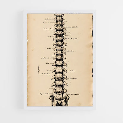 ap-spine-3 cadre Blanc
