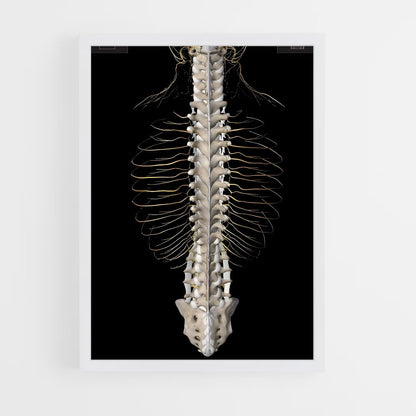ap-spine-6 cadre Blanc