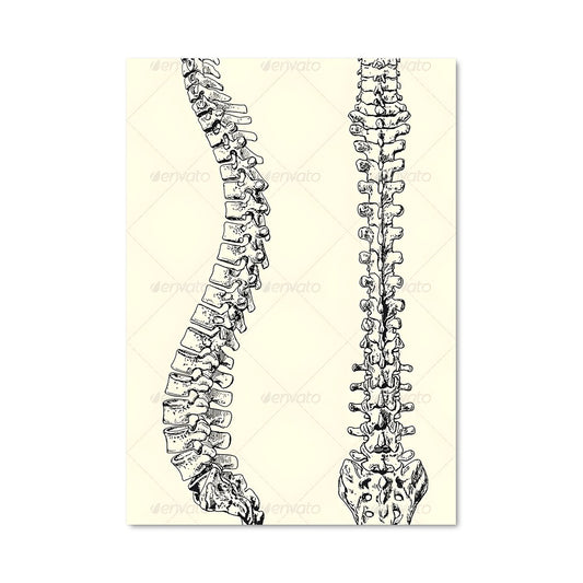 Poster Anatomie Éthérée