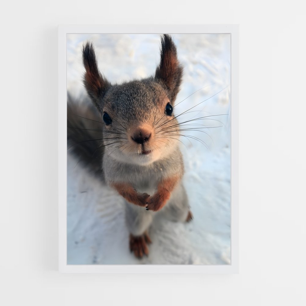 ap-squirrel-1 cadre Blanc