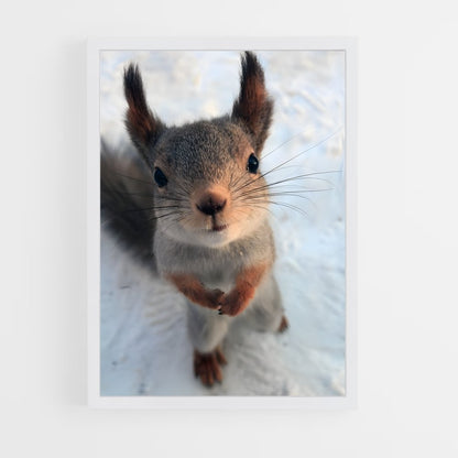 ap-squirrel-1 cadre Blanc