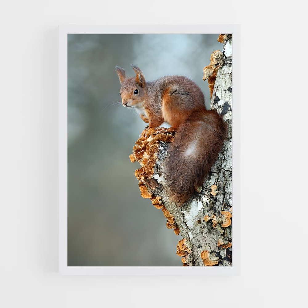 ap-squirrel-2 cadre Blanc